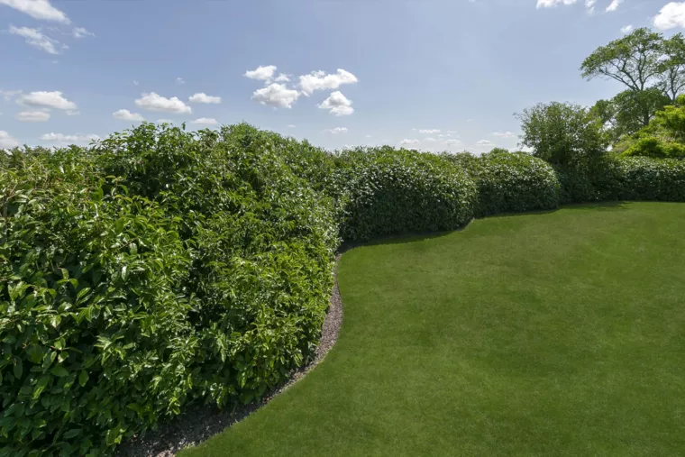 Landelijke tuin met bijhuisje en organische haagmassieven te Veurne (4) - 