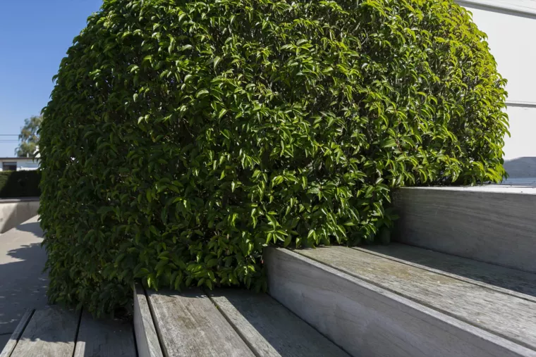 Landelijk gelegen tuin met elegante haagmassieven (27) - 